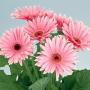 Seminte profesionale  Gerbera jamesonii - Gerbera - imagine 49181